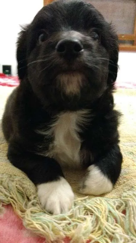 Cachorro ra a SRD idade Abaixo de 2 meses nome Luar