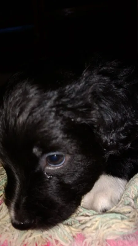 Cachorro ra a SRD idade Abaixo de 2 meses nome Luar