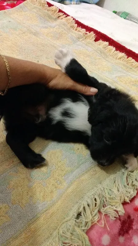 Cachorro ra a SRD idade Abaixo de 2 meses nome Luar