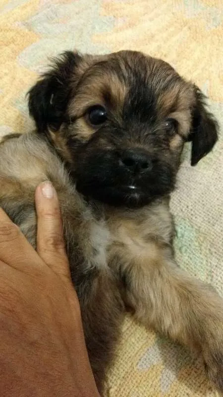 Cachorro ra a SRD idade Abaixo de 2 meses nome Ursinha
