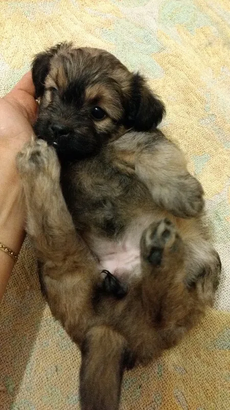 Cachorro ra a SRD idade Abaixo de 2 meses nome Ursinha