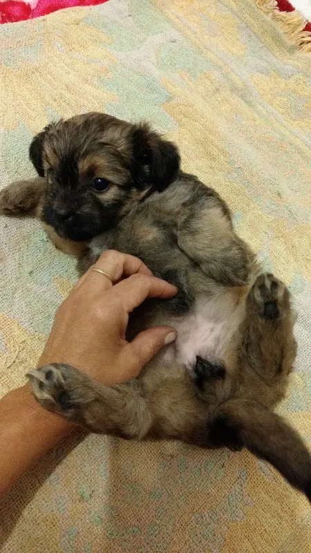 Cachorro ra a SRD idade Abaixo de 2 meses nome Ursinha