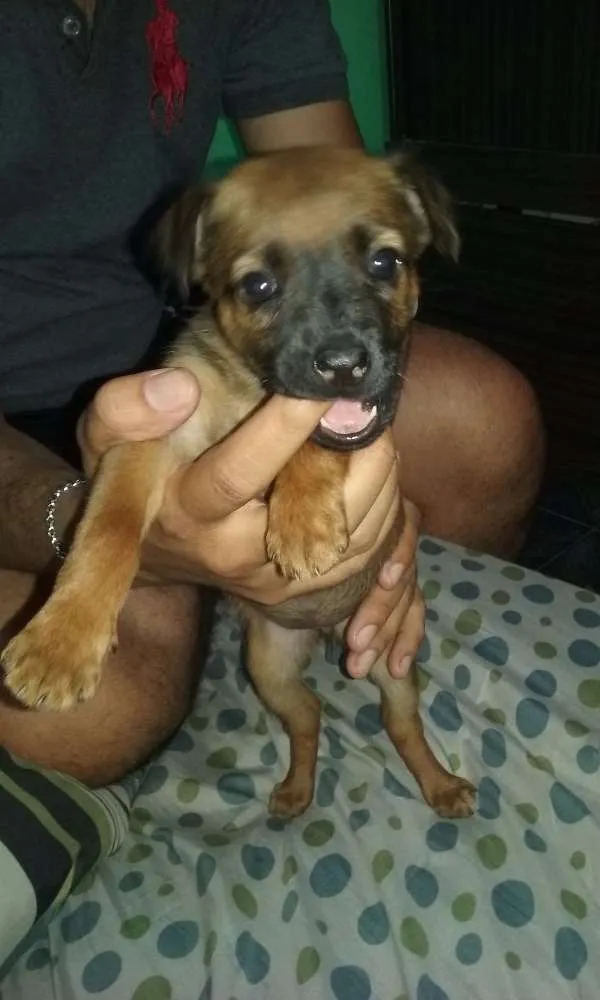Cachorro ra a SRD idade Abaixo de 2 meses nome À ser dado pelo dono