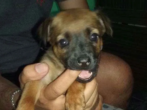 Cachorro ra a SRD idade Abaixo de 2 meses nome À ser dado pelo dono