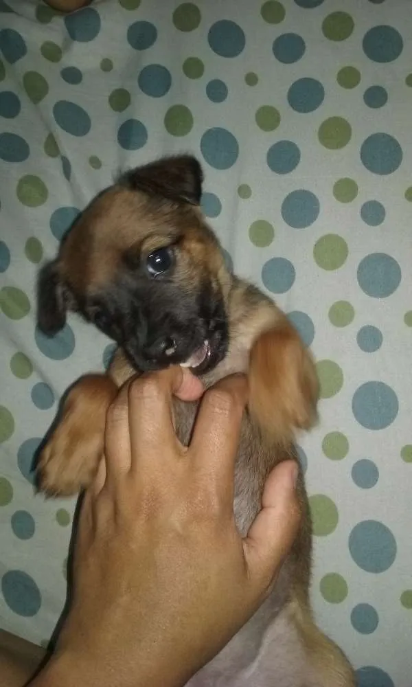 Cachorro ra a SRD idade Abaixo de 2 meses nome À ser dado pelo dono
