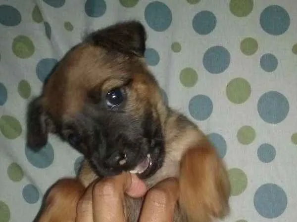 Cachorro ra a SRD idade Abaixo de 2 meses nome À ser dado pelo dono