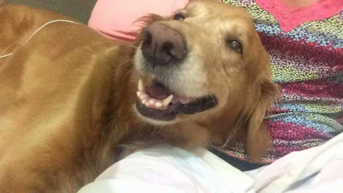 Cachorro ra a Golden Retriever idade 6 ou mais anos nome Maia