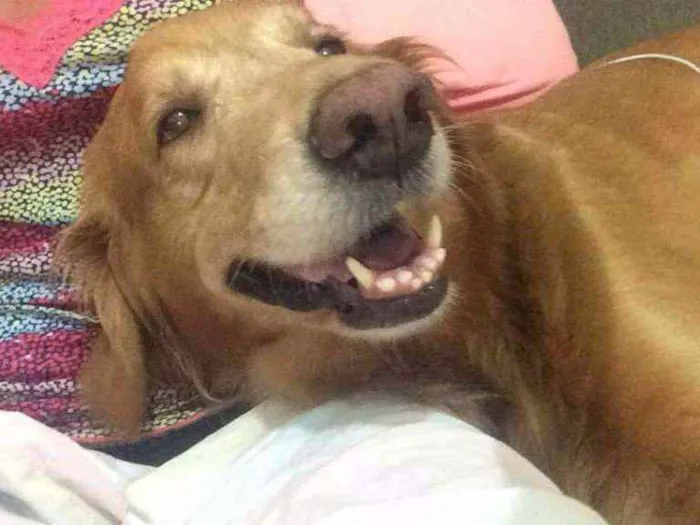 Cachorro ra a Golden Retriever idade 6 ou mais anos nome Maia