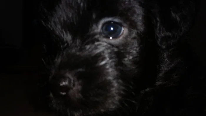Cachorro ra a SRD idade Abaixo de 2 meses nome Noite