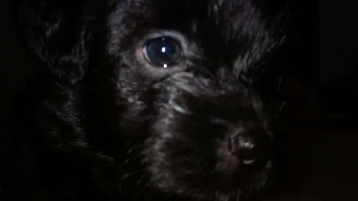 Cachorro ra a SRD idade Abaixo de 2 meses nome Noite