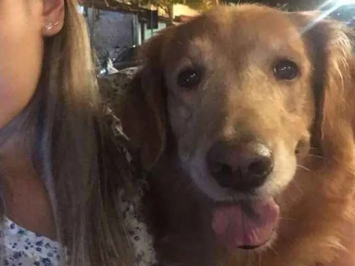 Cachorro ra a Golden Retriever idade 6 ou mais anos nome Maia