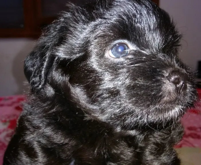 Cachorro ra a SRD idade Abaixo de 2 meses nome Noite