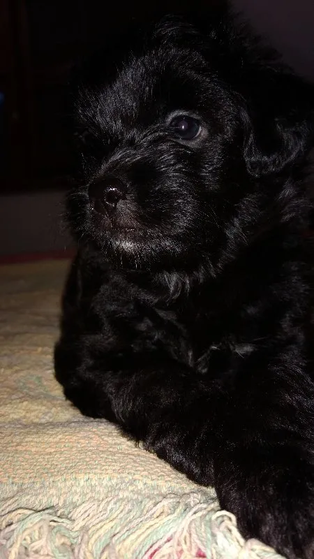 Cachorro ra a SRD idade Abaixo de 2 meses nome Noite