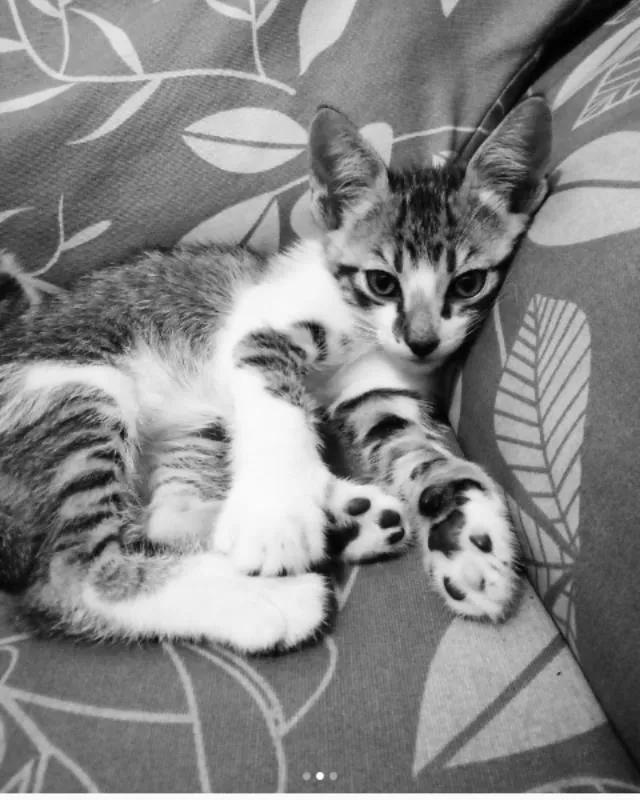 Gato raça sem Raça idade 1 ano nome Tigresa , Tigrão  