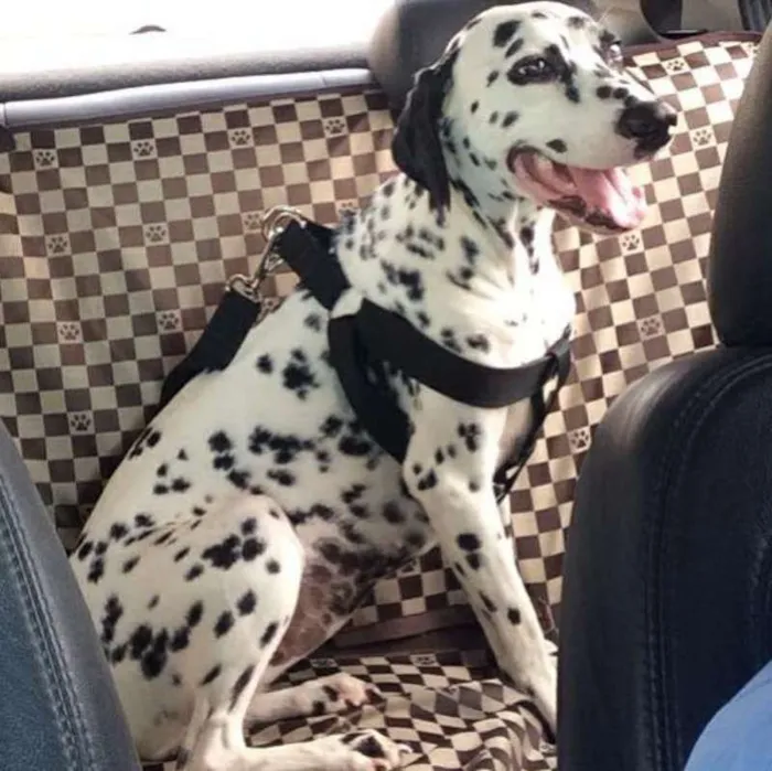 Cachorro raça Dálmata idade 2 anos nome Gaya