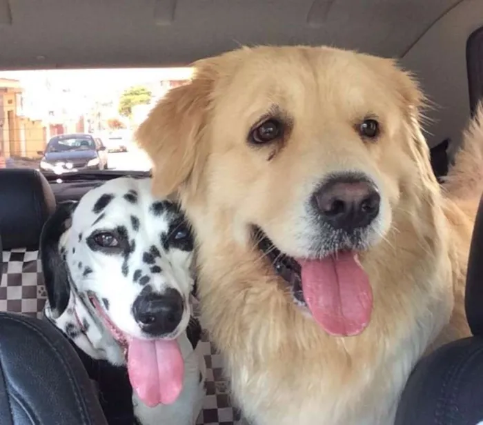 Cachorro raça Dálmata idade 2 anos nome Gaya