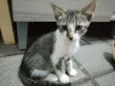 Tigresa , Tigrão  