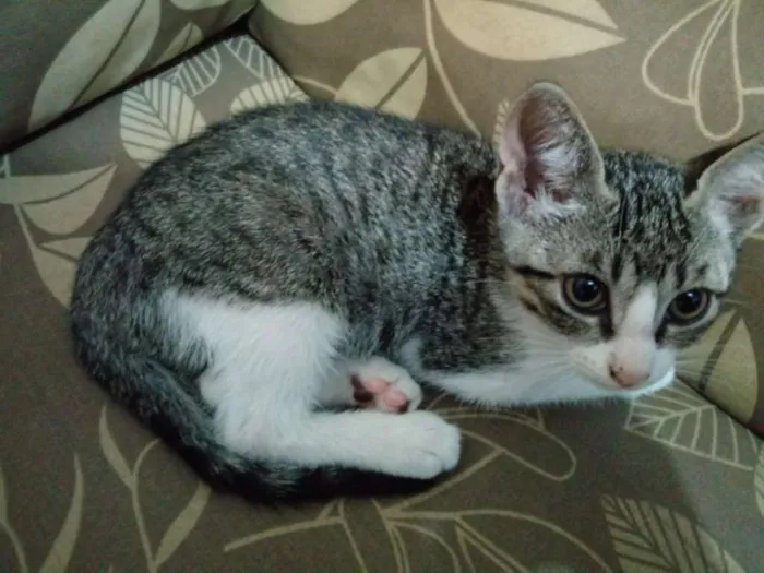 Gato raça sem Raça idade 1 ano nome Tigresa , Tigrão  