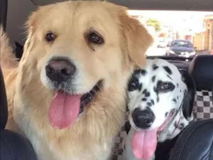 Cachorro raça Dálmata idade 2 anos nome Gaya
