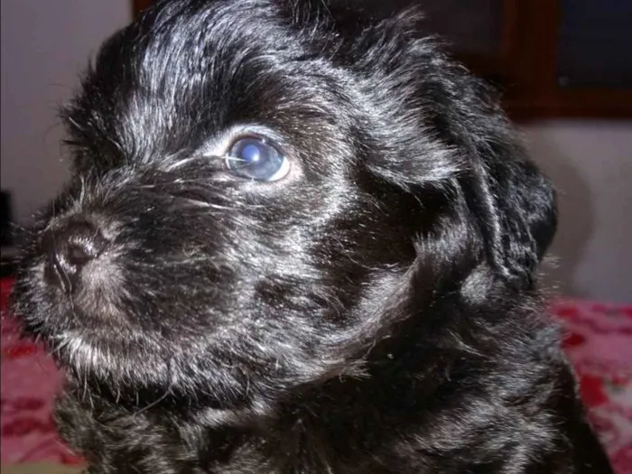 Cachorro ra a SRD idade Abaixo de 2 meses nome Noite