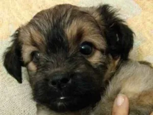 Cachorro raça SRD idade Abaixo de 2 meses nome Ursinha
