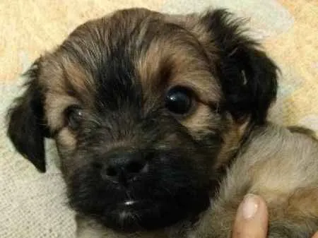 Cachorro ra a SRD idade Abaixo de 2 meses nome Ursinha