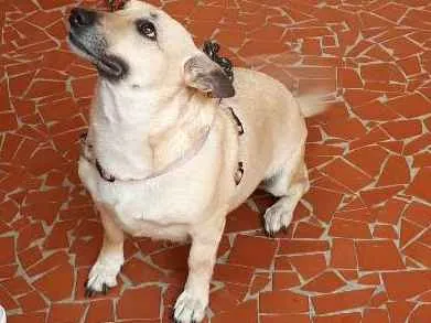 Cachorro ra a Srd idade 5 anos nome Mimi