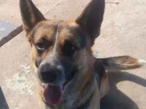 Cachorro raça Pastor alemão com vira-lata idade 2 anos nome Thor