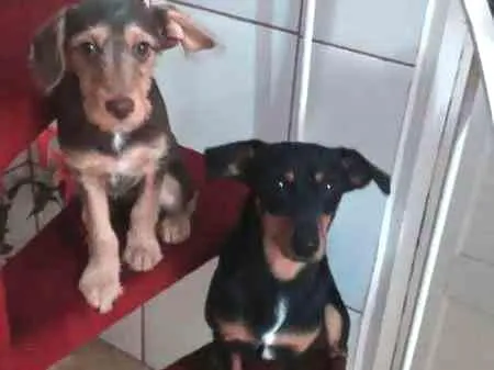Cachorro ra a Indefinida idade 2 a 6 meses nome Cacau