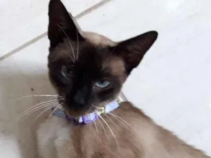Gato raça Indefinida idade 7 a 11 meses nome  Maria Vitória 