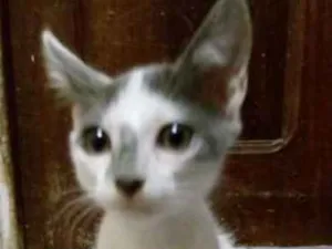 Gato raça  idade 2 a 6 meses nome Fifo