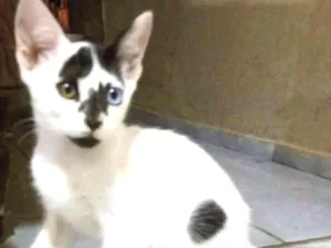 Gato raça  idade 2 a 6 meses nome Tesouro