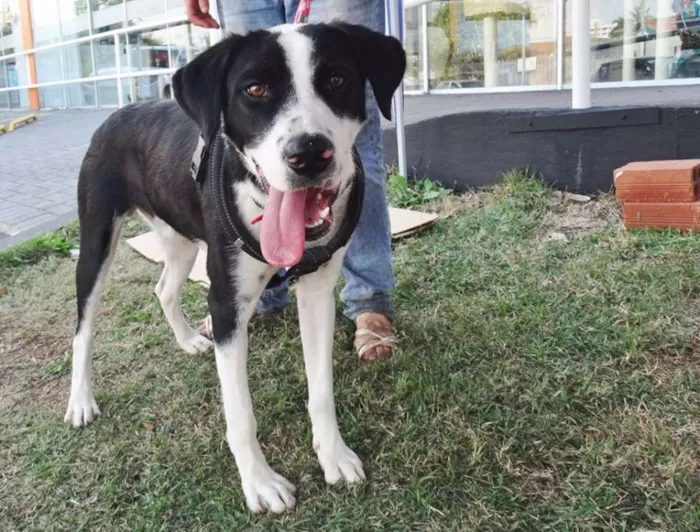 Cachorro ra a SRD idade 1 ano nome Fofão