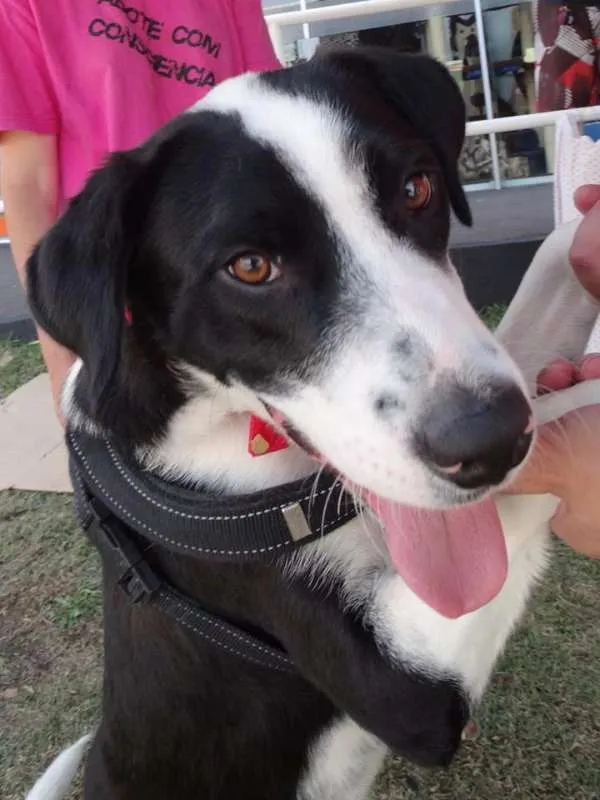Cachorro ra a SRD idade 1 ano nome Fofão