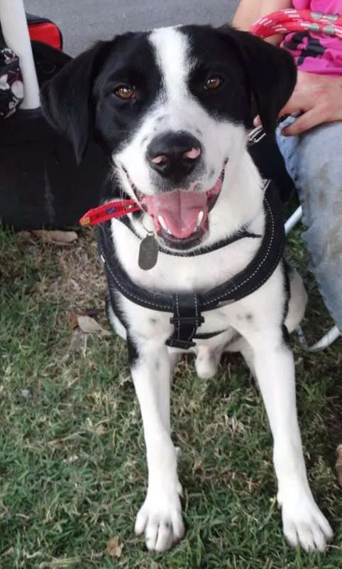 Cachorro ra a SRD idade 1 ano nome Fofão