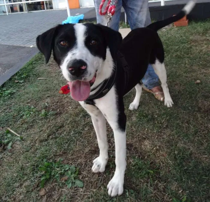 Cachorro ra a SRD idade 1 ano nome Fofão