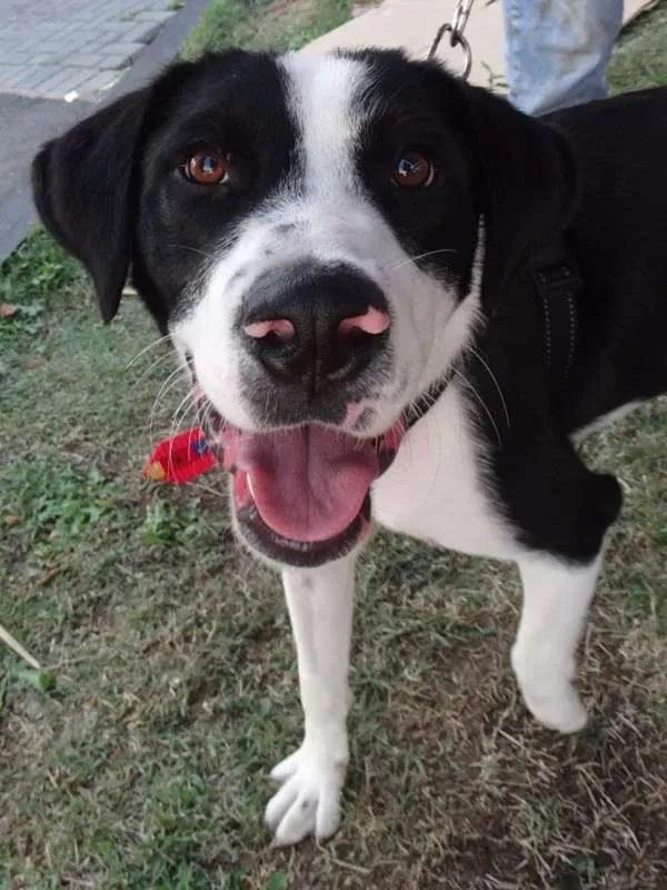 Cachorro ra a SRD idade 1 ano nome Fofão