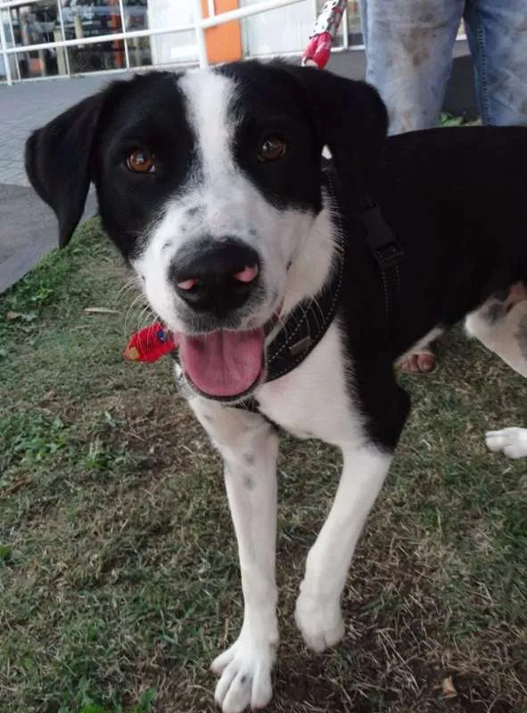 Cachorro ra a SRD idade 1 ano nome Fofão