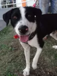 Fofão