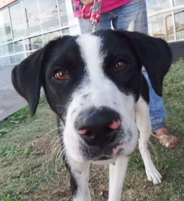 Cachorro ra a SRD idade 1 ano nome Fofão