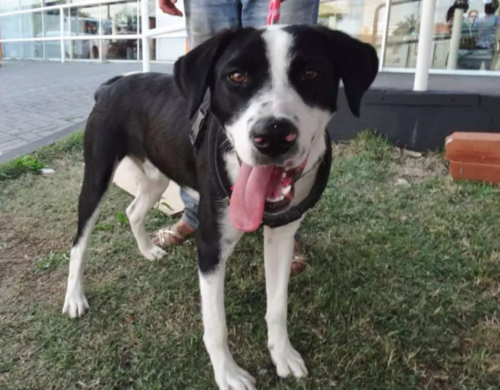 Cachorro ra a SRD idade 1 ano nome Fofão