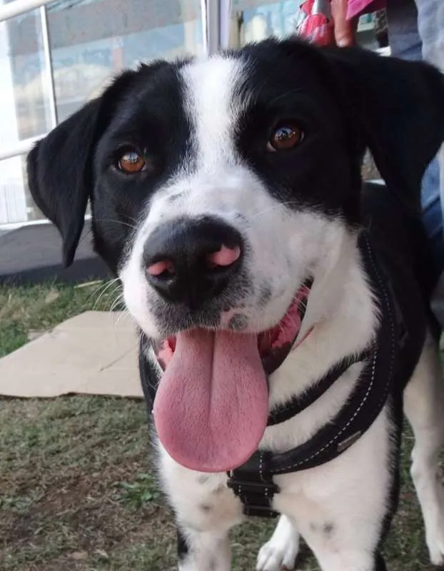 Cachorro ra a SRD idade 1 ano nome Fofão