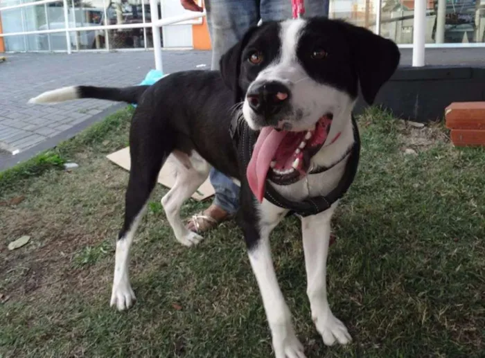 Cachorro ra a SRD idade 1 ano nome Fofão