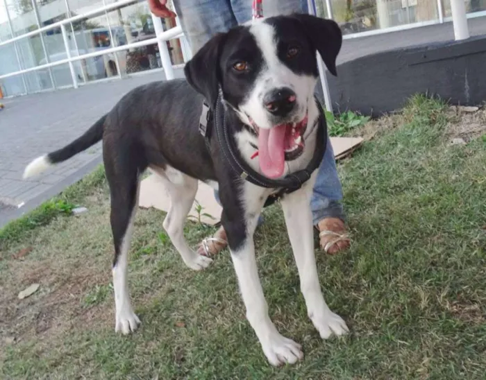 Cachorro ra a SRD idade 1 ano nome Fofão