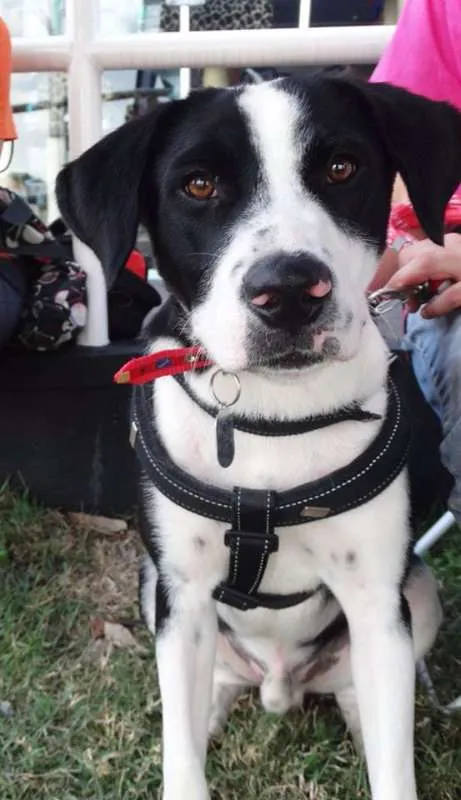 Cachorro ra a SRD idade 1 ano nome Fofão