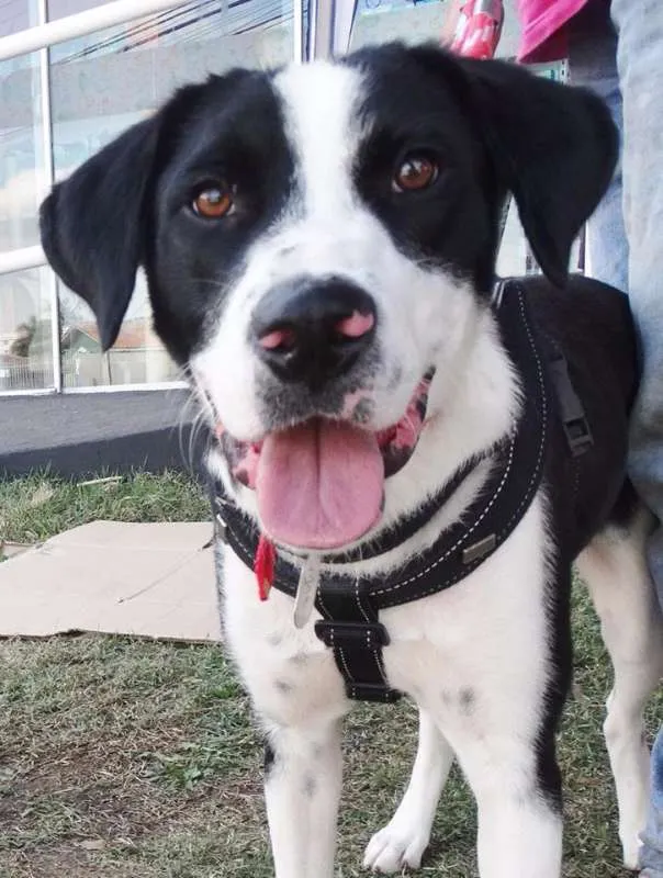 Cachorro ra a SRD idade 1 ano nome Fofão