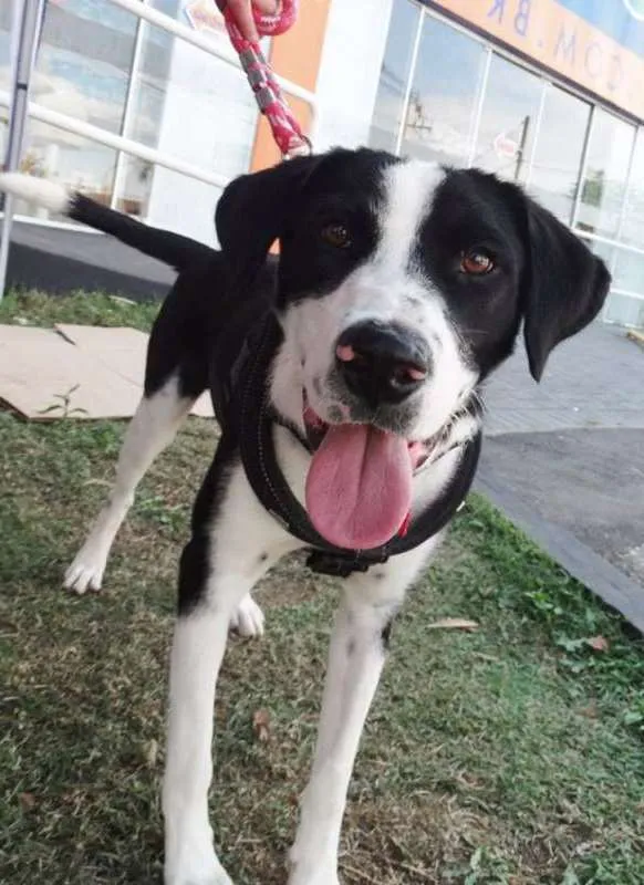 Cachorro ra a SRD idade 1 ano nome Fofão