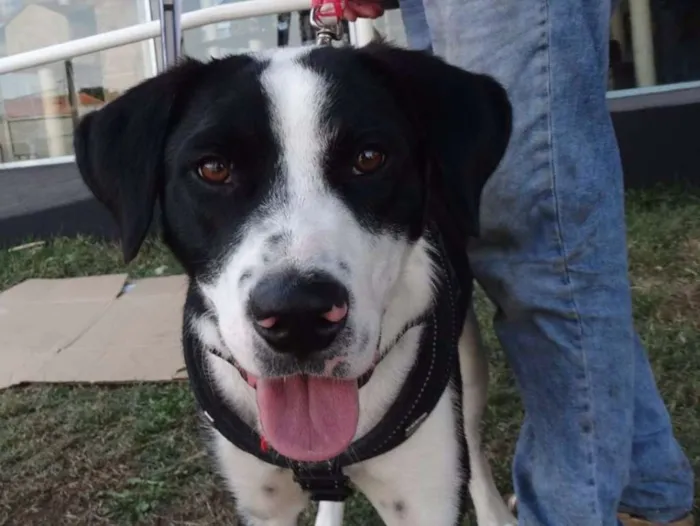 Cachorro ra a SRD idade 1 ano nome Fofão