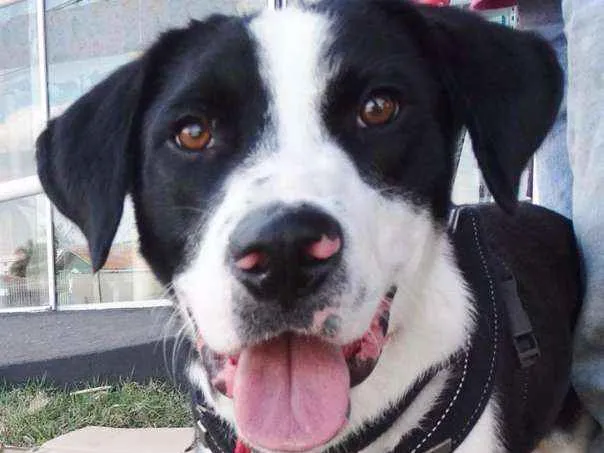 Cachorro ra a SRD idade 1 ano nome Fofão