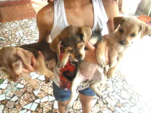 Cachorro raça Vira Lata idade 2 a 6 meses nome Mel, Pietra, Ludy